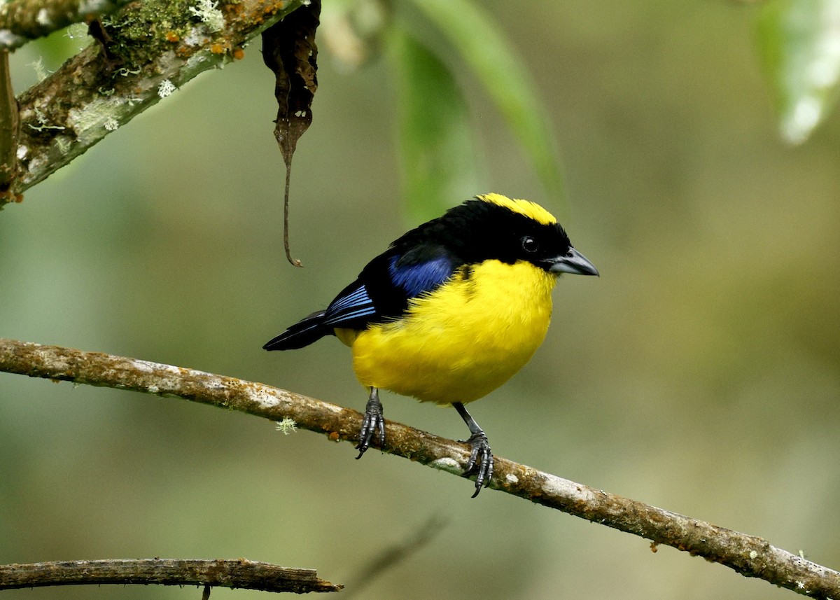 blåvingetanagar - ML644480373