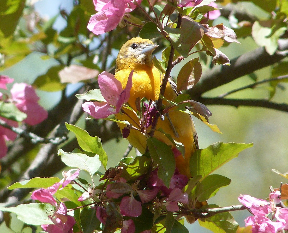 lundtrupial - ML644480374