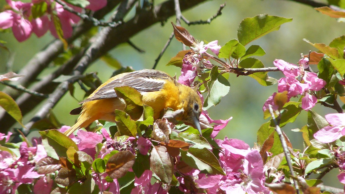 lundtrupial - ML644480375