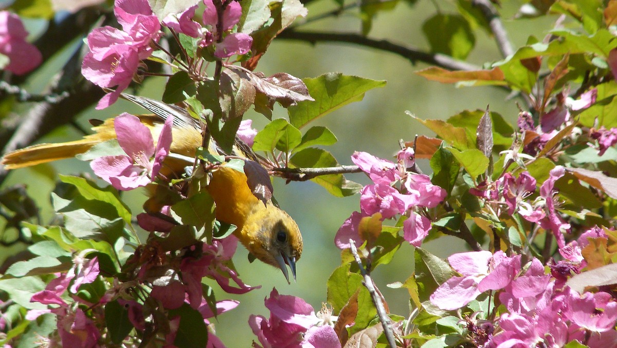 lundtrupial - ML644480376