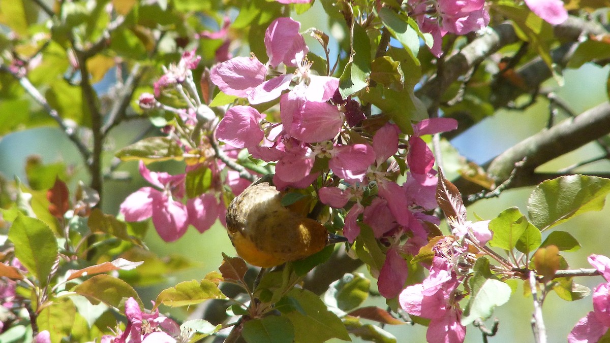 lundtrupial - ML644480378