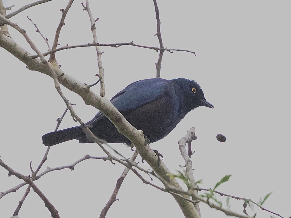 svartbukglansstær - ML644480381