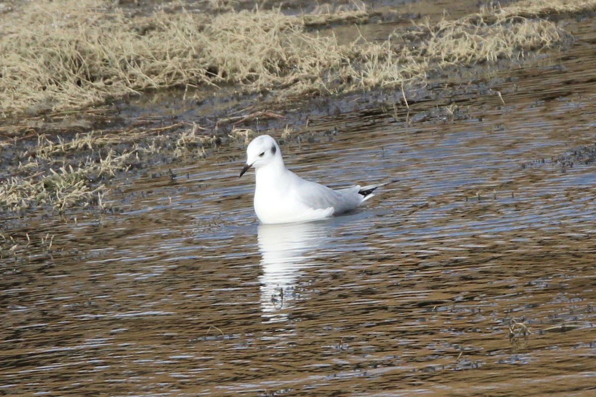 kanadahettemåke - ML644480382