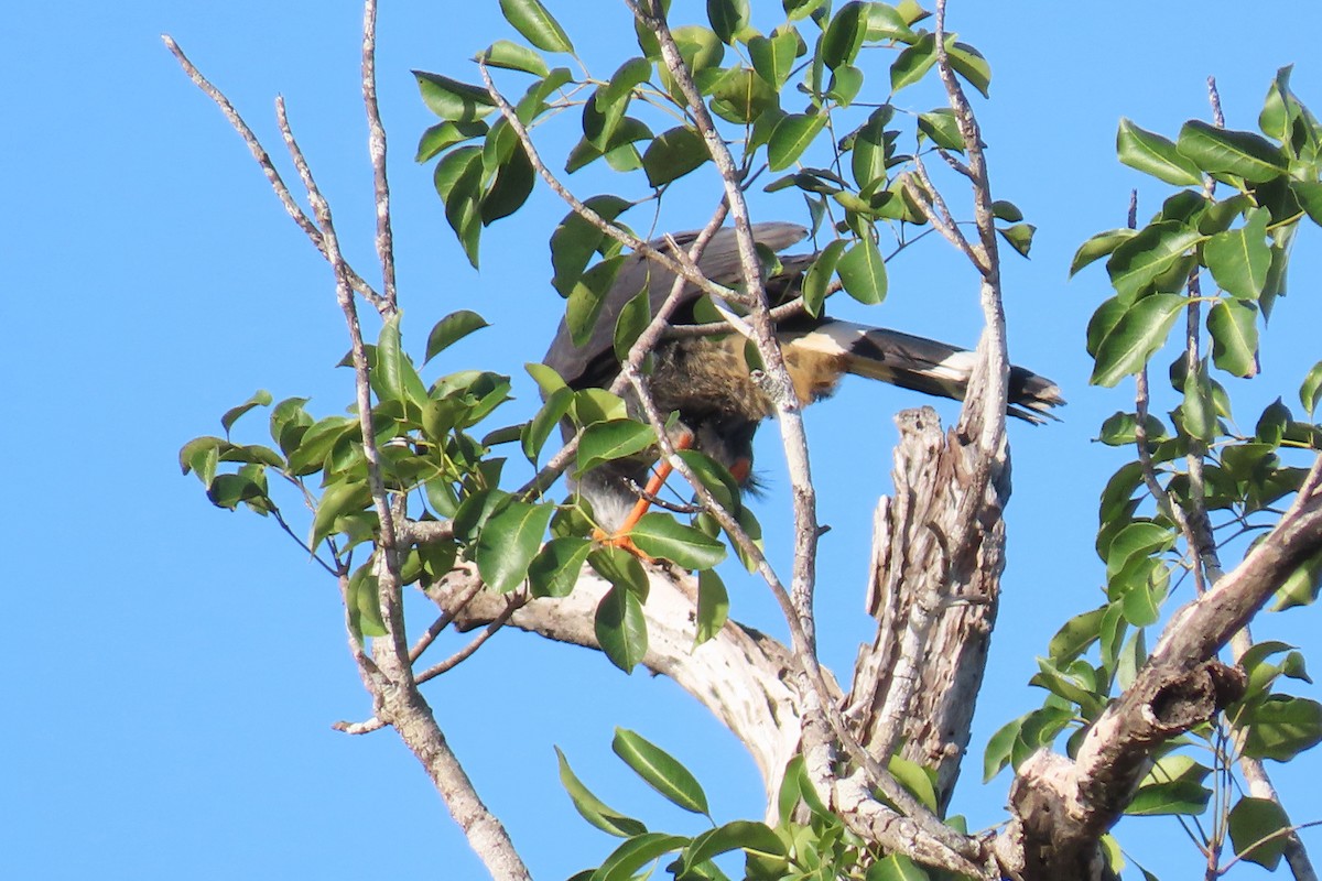 tranevåk (nigra gr.) - ML644480383