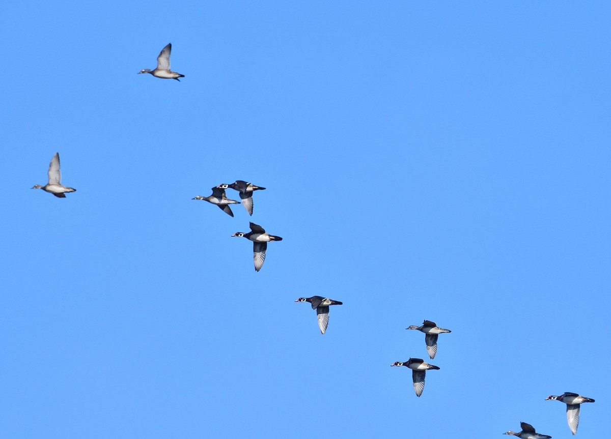 brudeand - ML644480387