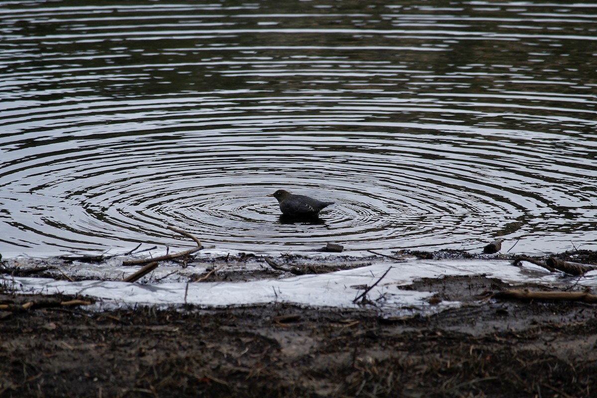 gråfossekall - ML644480393