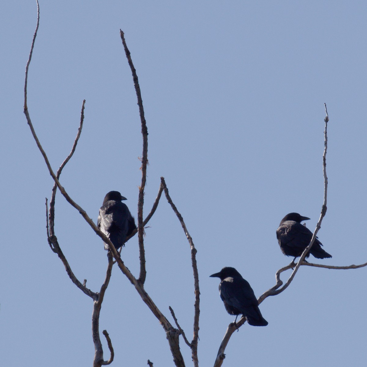 amerikakråke - ML644480396