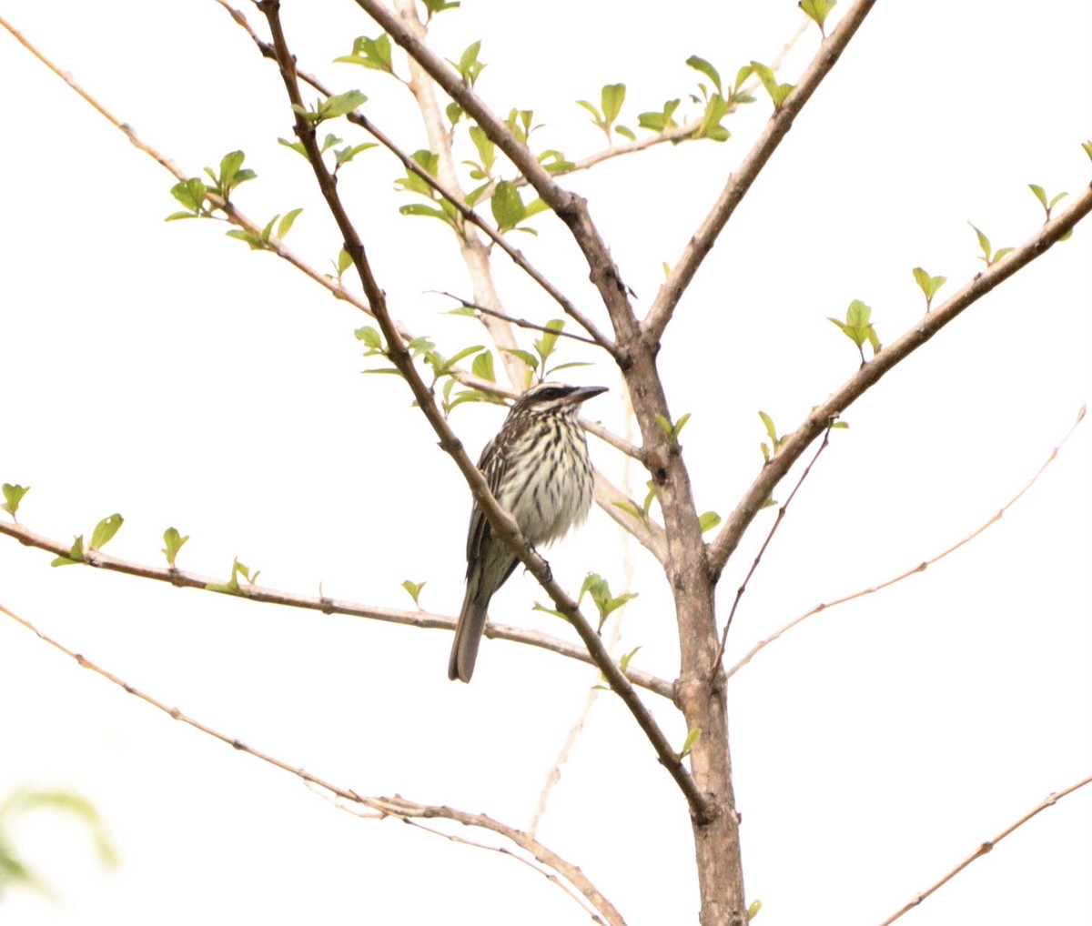 stripetyrann - ML644480400