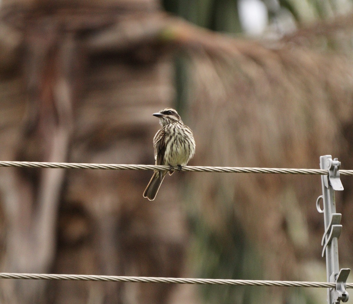 stripetyrann - ML644480401