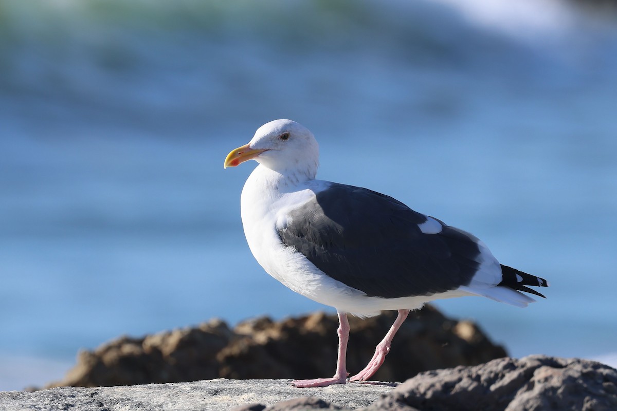 kaliforniasvartbak - ML644480402