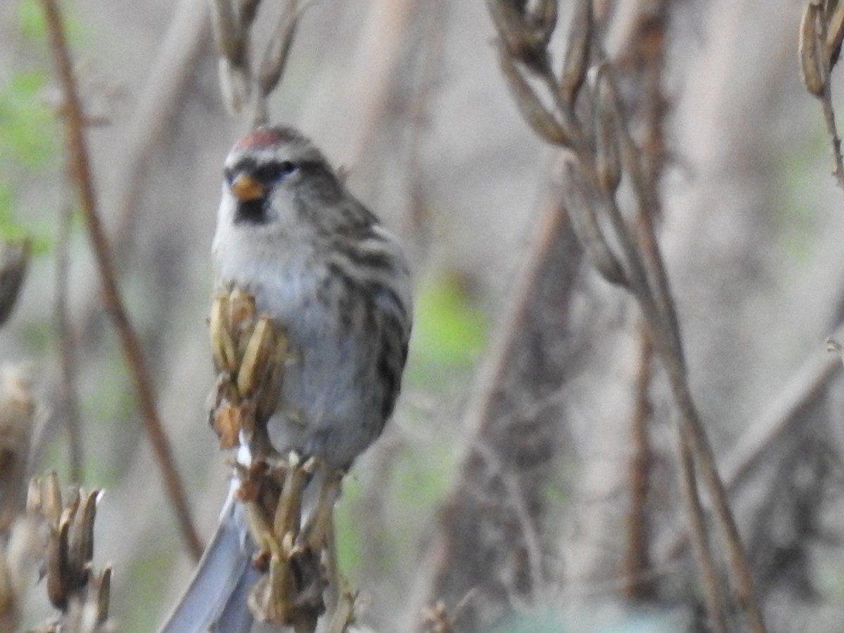 gråsisik - ML644480408