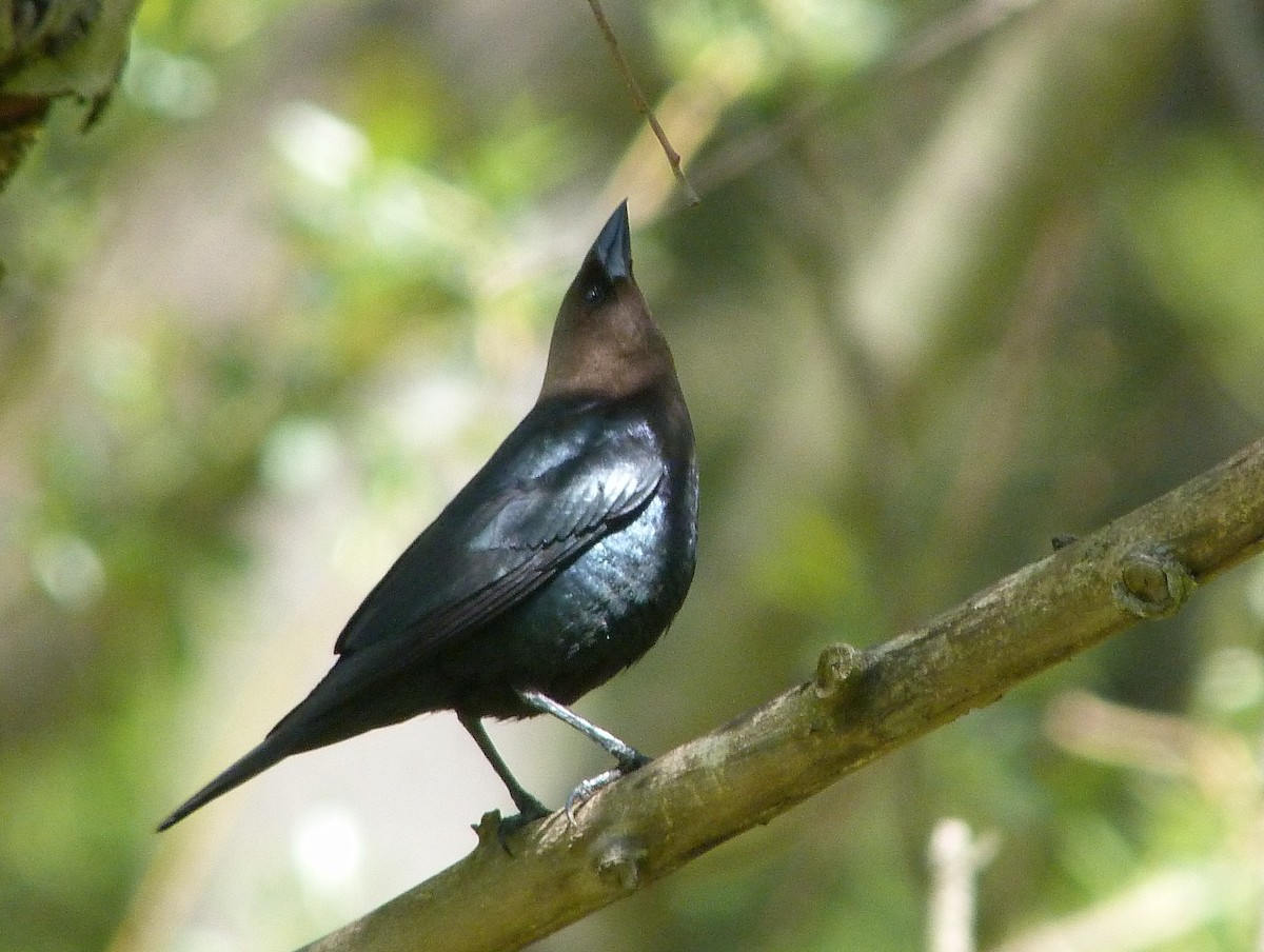 brunhodetrupial - ML644480414