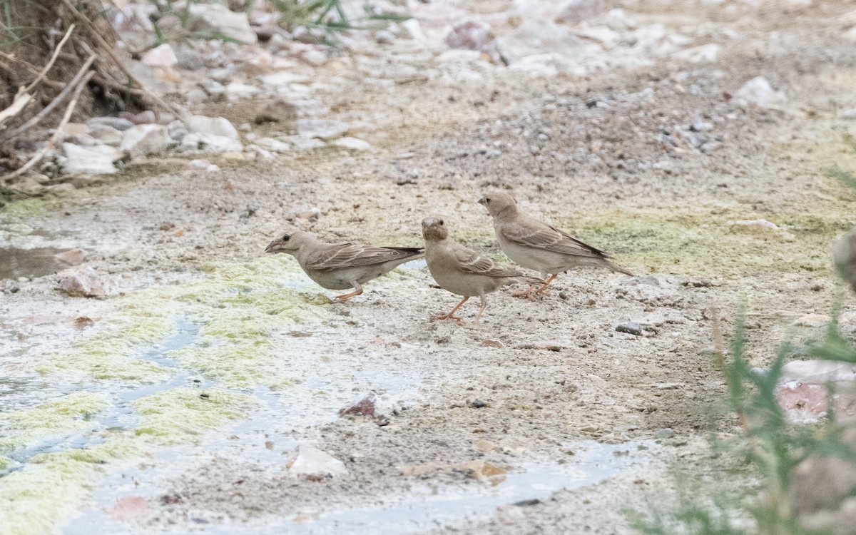 Gorrión Pálido - ML644480415