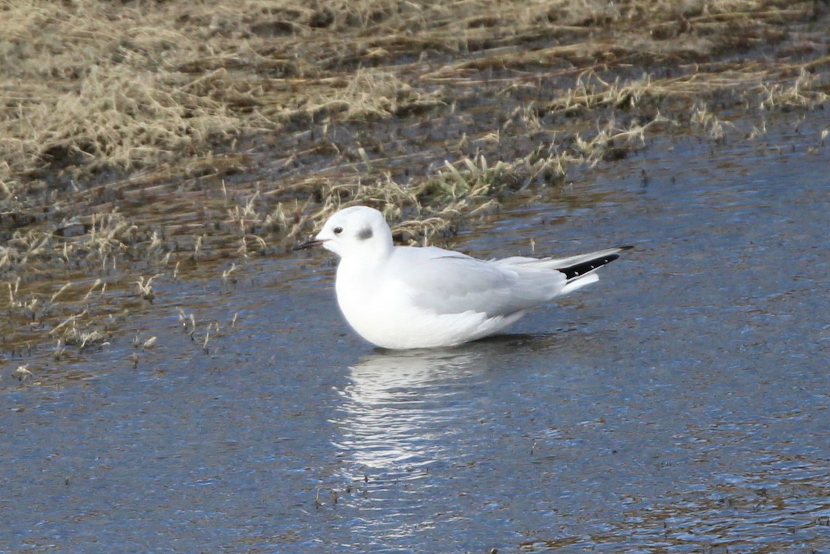 racek Bonapartův - ML644480417