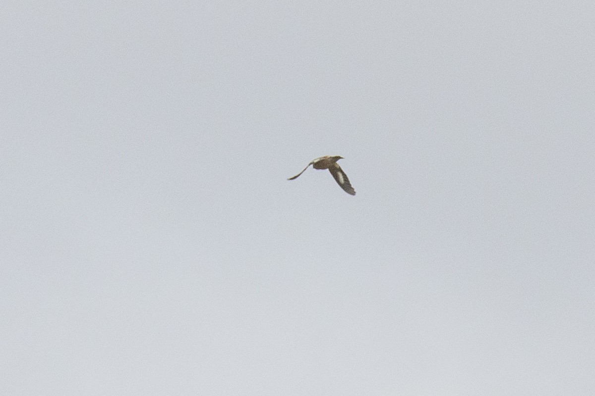 Evening Grosbeak - ML644480418