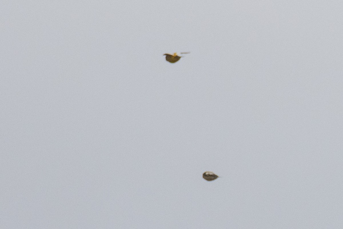 Evening Grosbeak - ML644480419