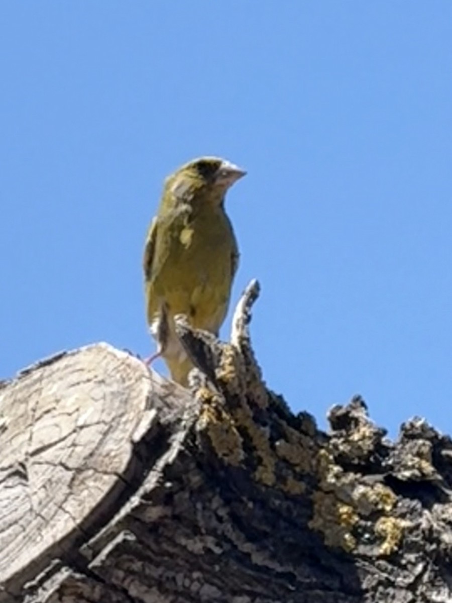 Verderón Común - ML644480426