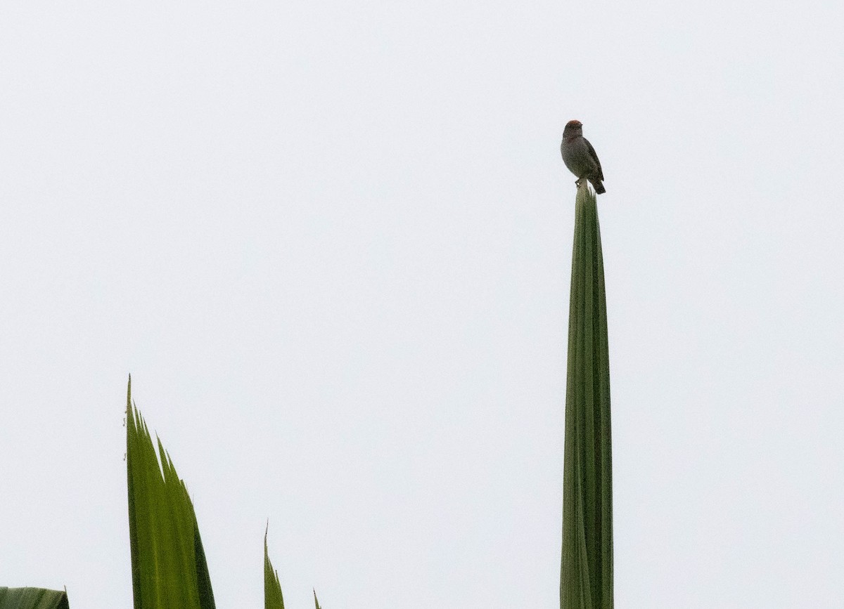 Red-capped Flowerpecker - ML644480427
