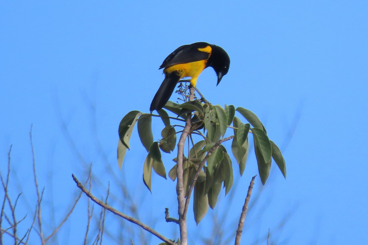 Black-cowled Oriole - ML644480430