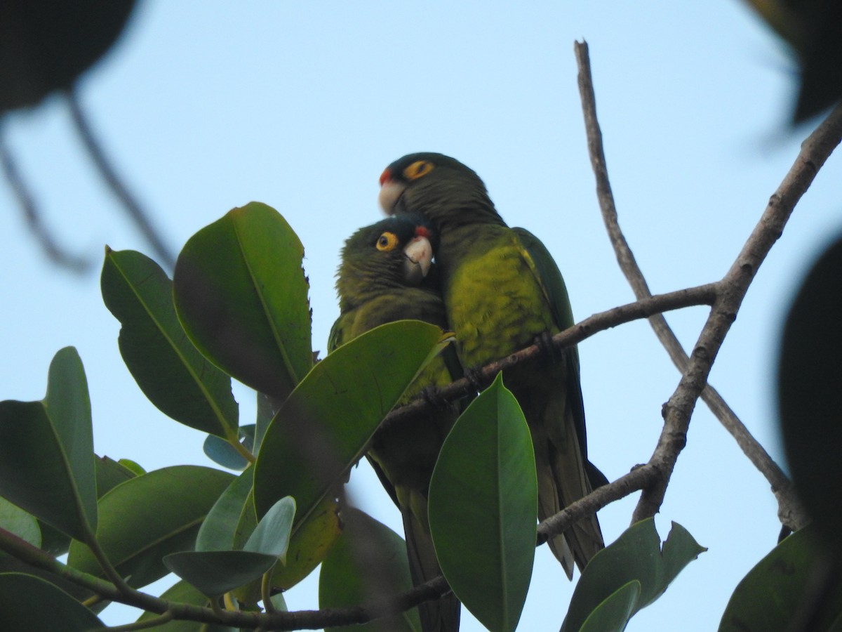 Orange-fronted Parakeet - ML644480435