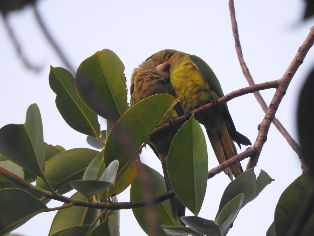Orange-fronted Parakeet - ML644480436