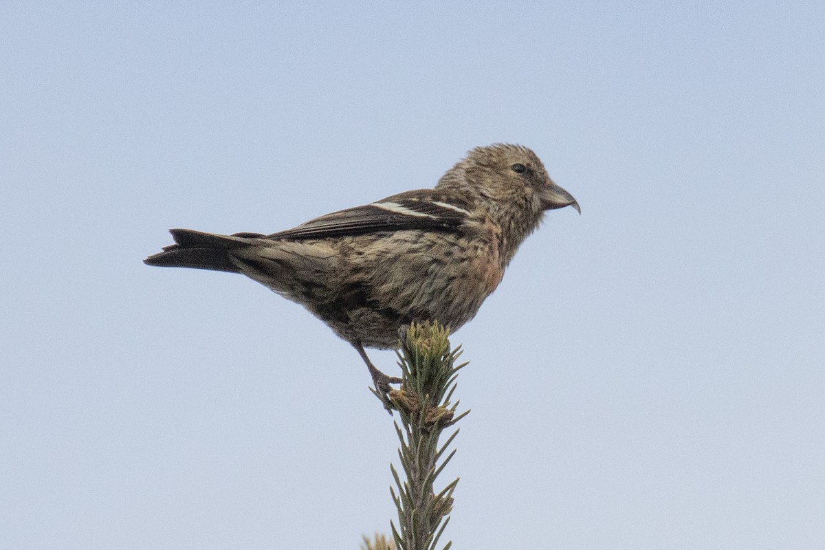 White-winged Crossbill - ML644480437