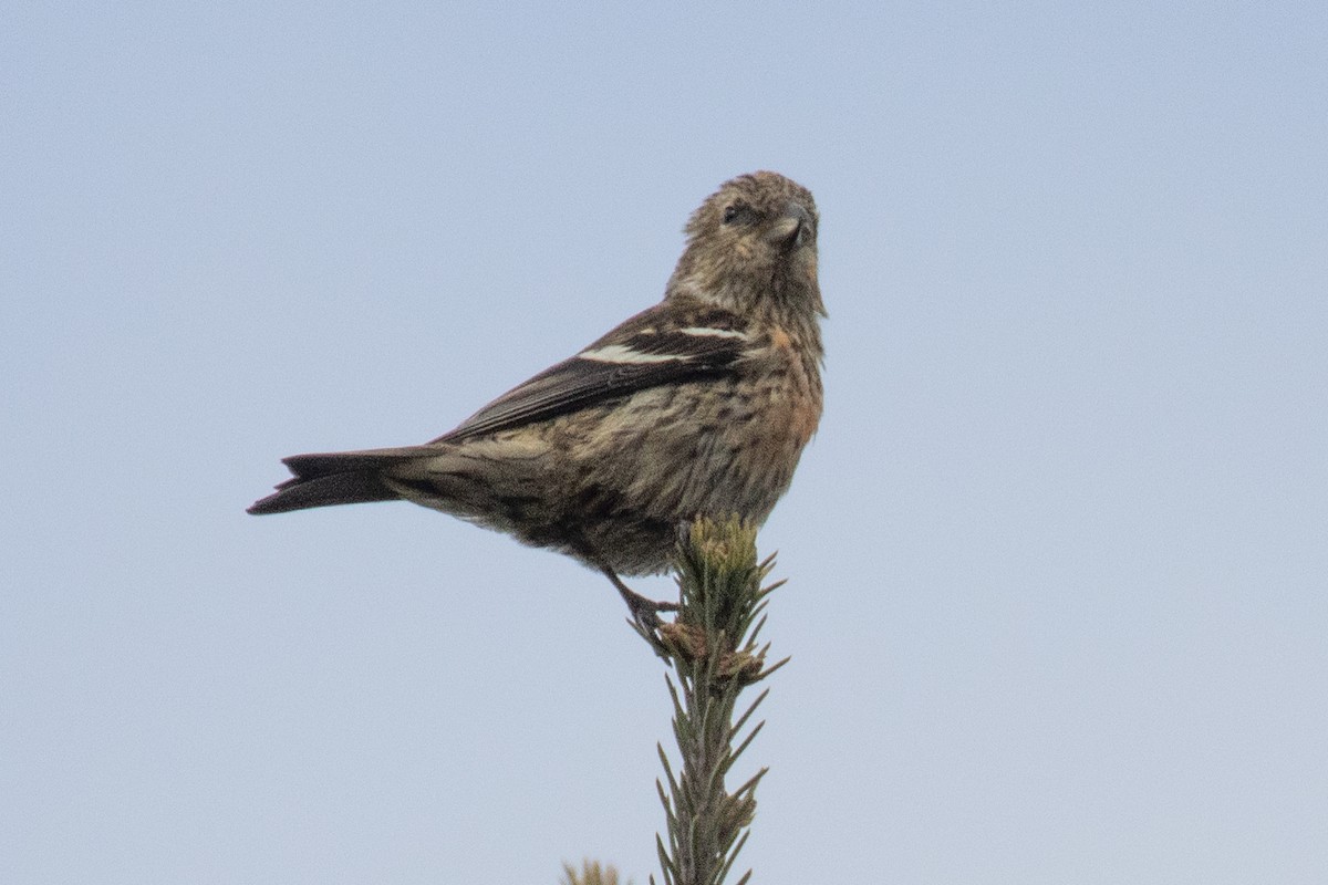 White-winged Crossbill - ML644480438