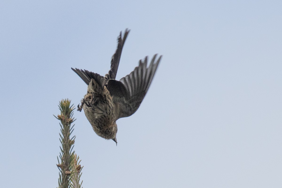 White-winged Crossbill - ML644480439