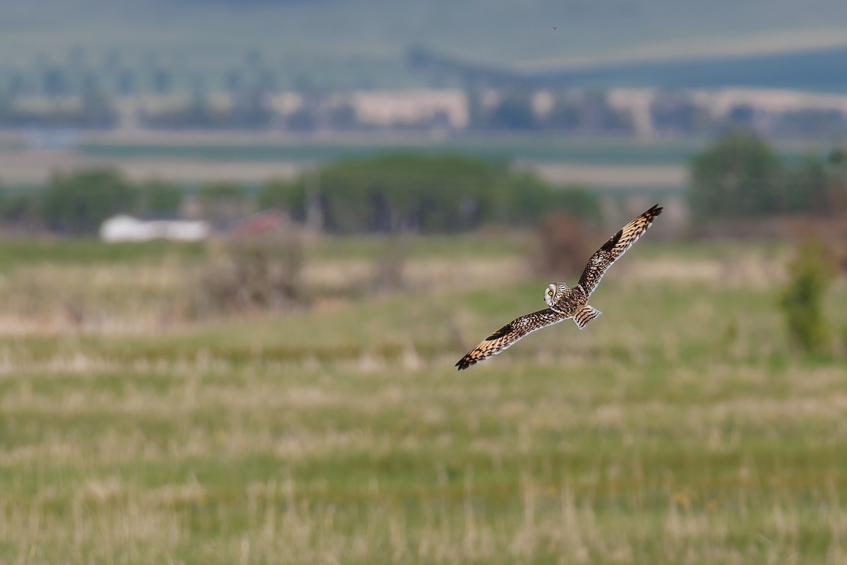 Short-eared Owl - ML644480448