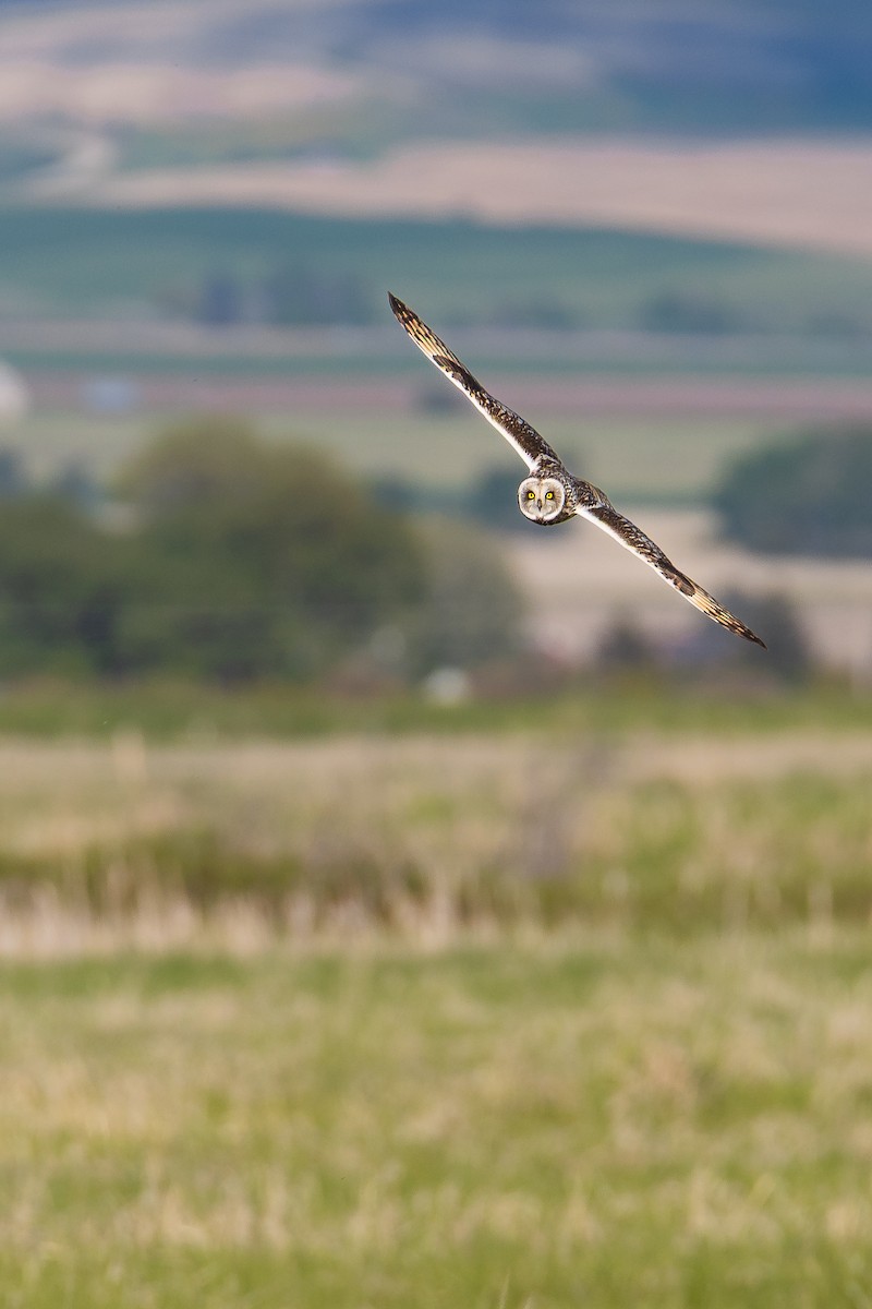 Short-eared Owl - ML644480449