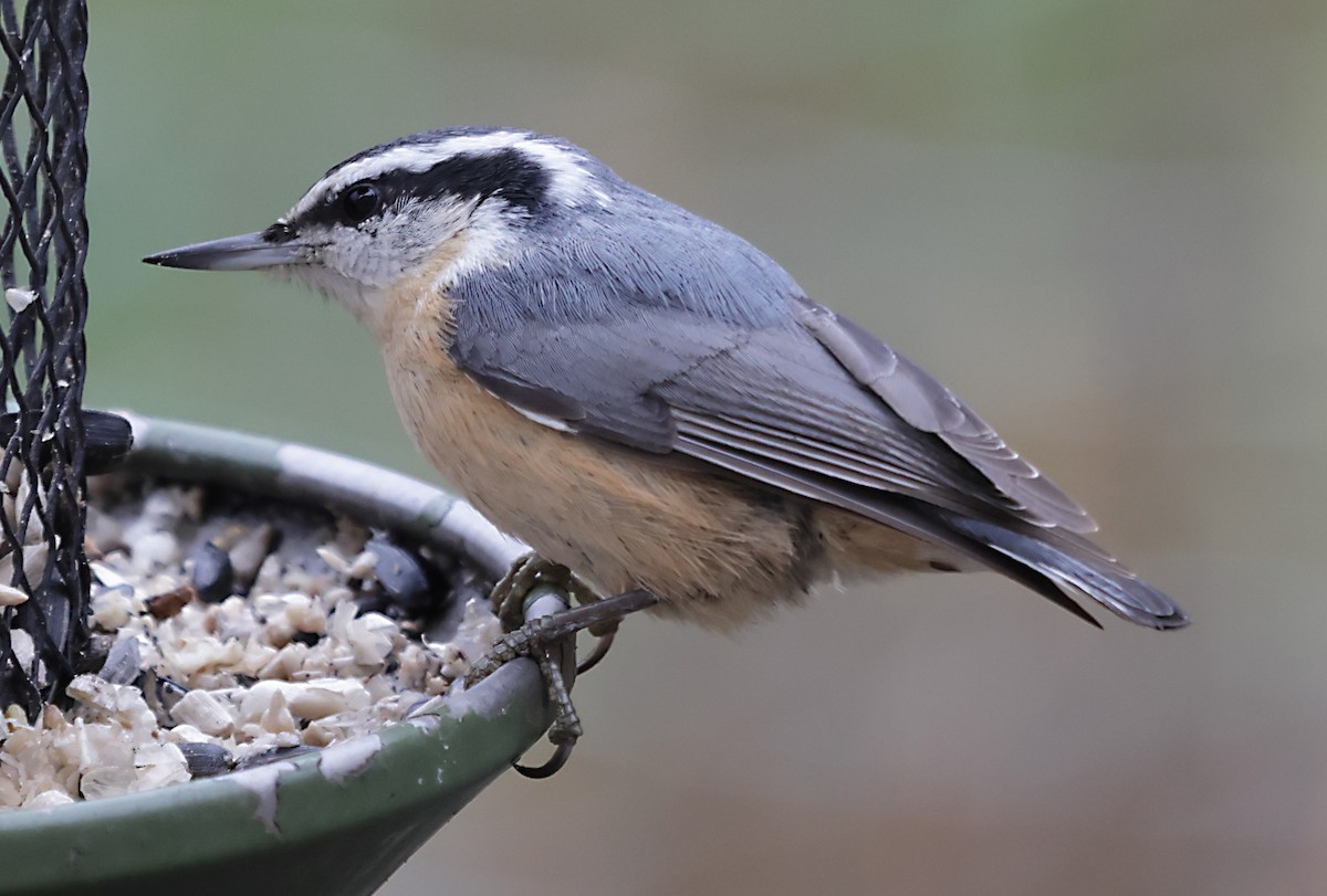 Red-breasted Nuthatch - ML644480450