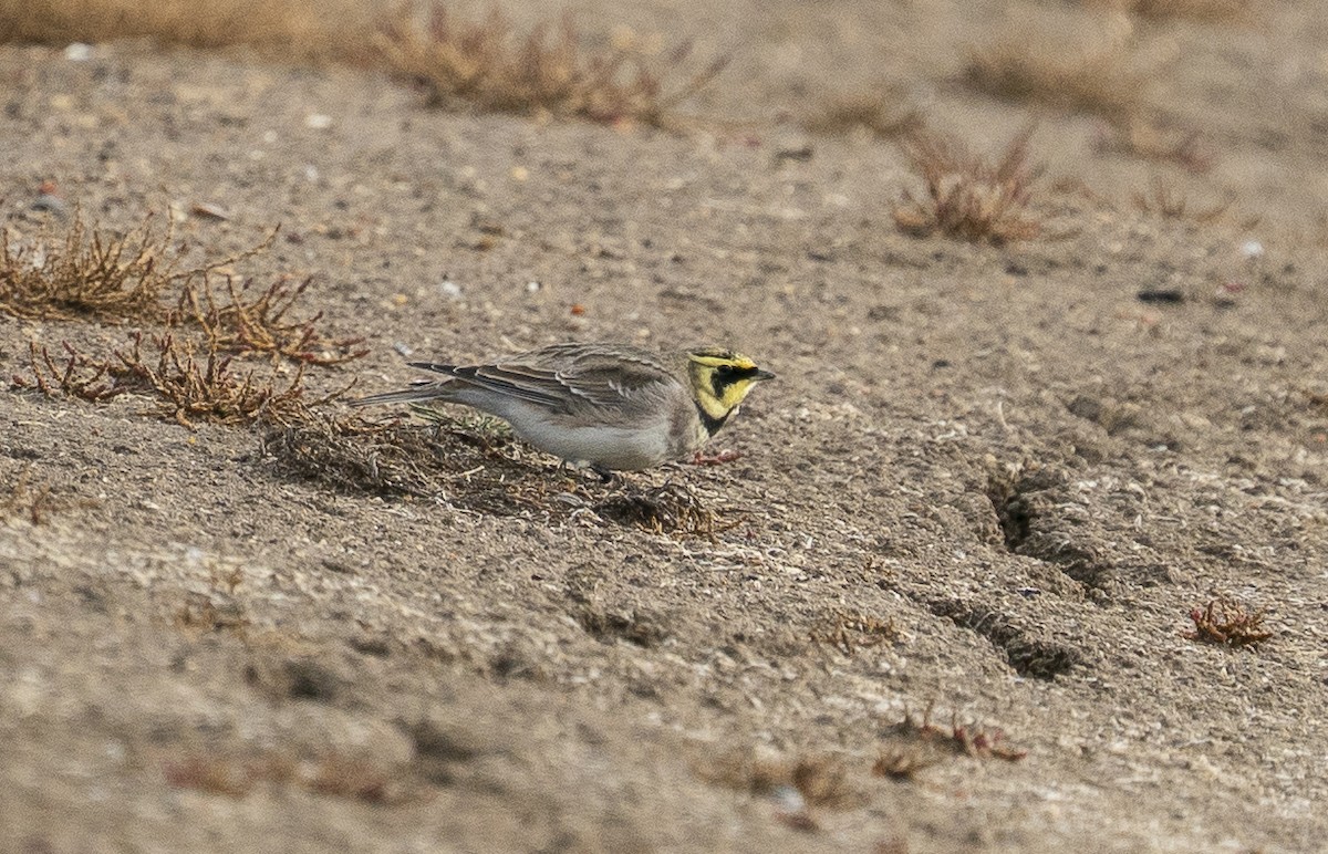Horned Lark - ML644480454