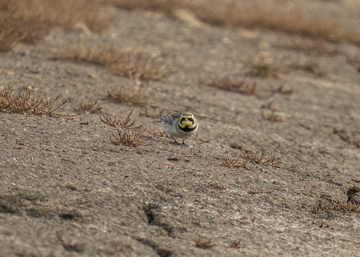 Horned Lark - ML644480455