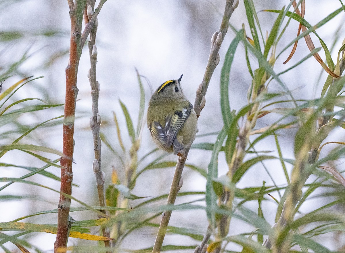 Goldcrest - ML644480477