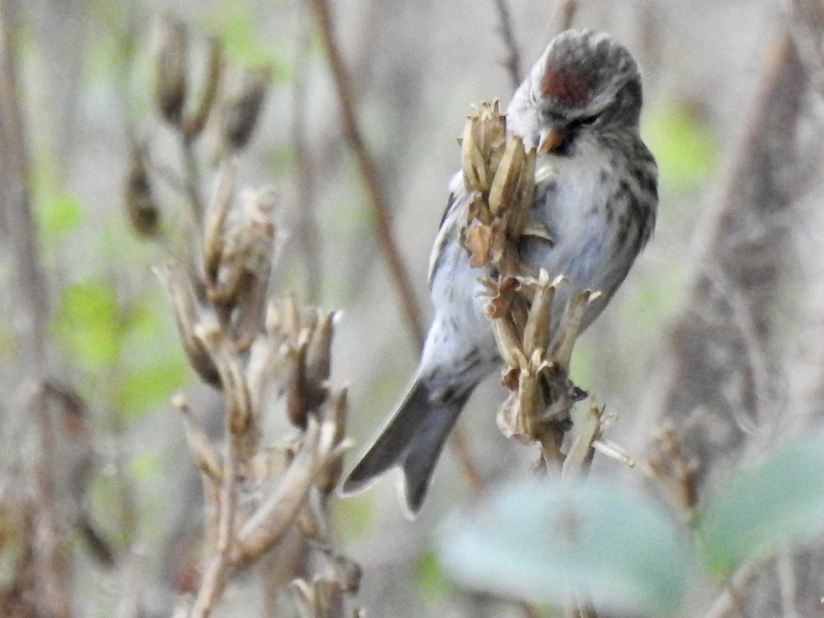 ベニヒワ - ML644480479