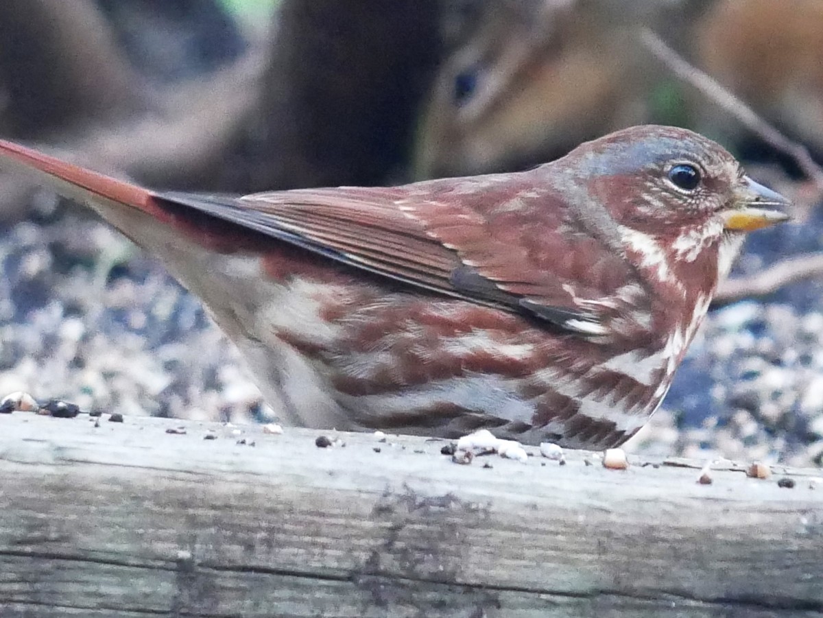 ゴマフスズメ - ML644480481