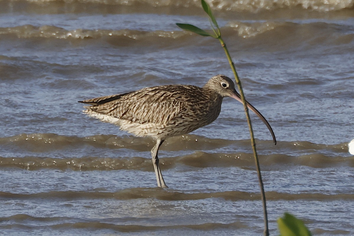 ホウロクシギ - ML644480482