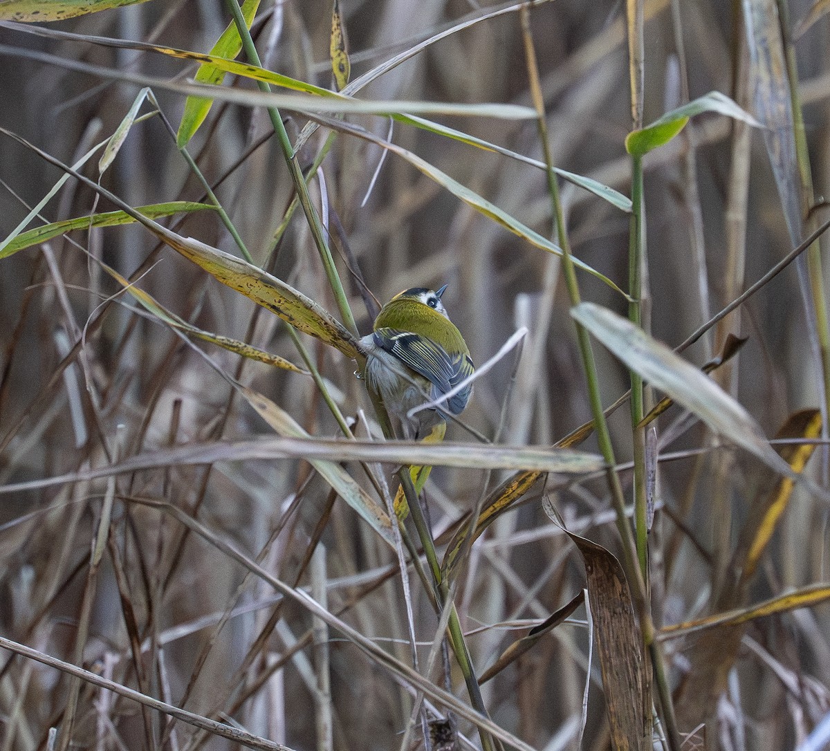 マミジロキクイタダキ - ML644480483