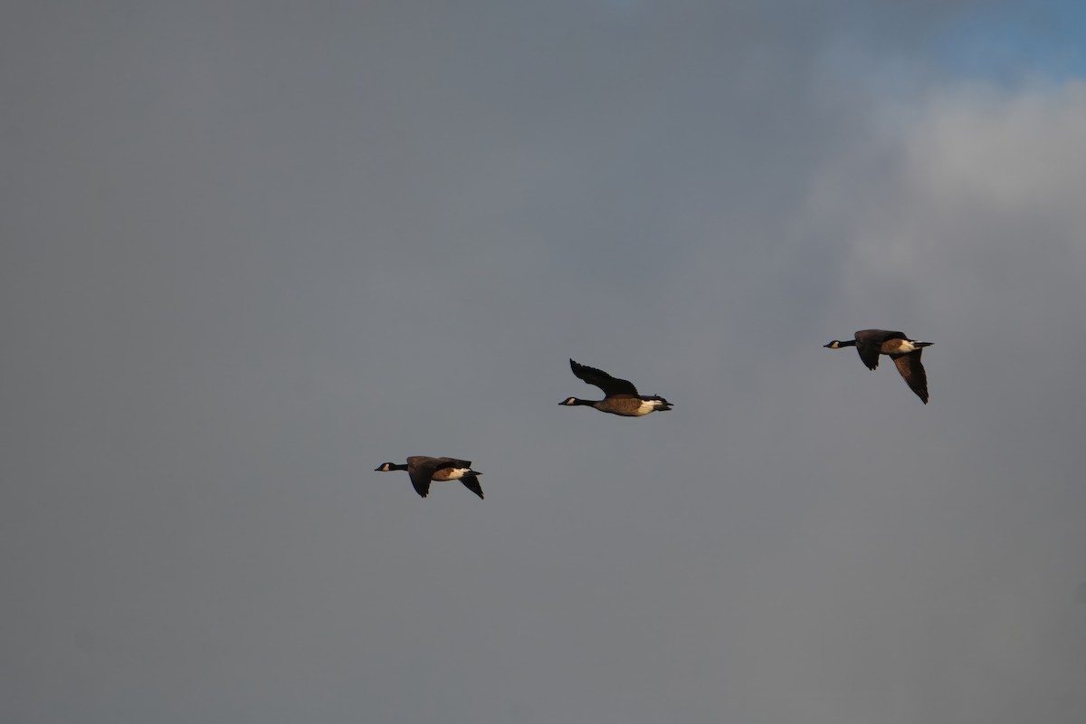 カナダガン - ML644480484