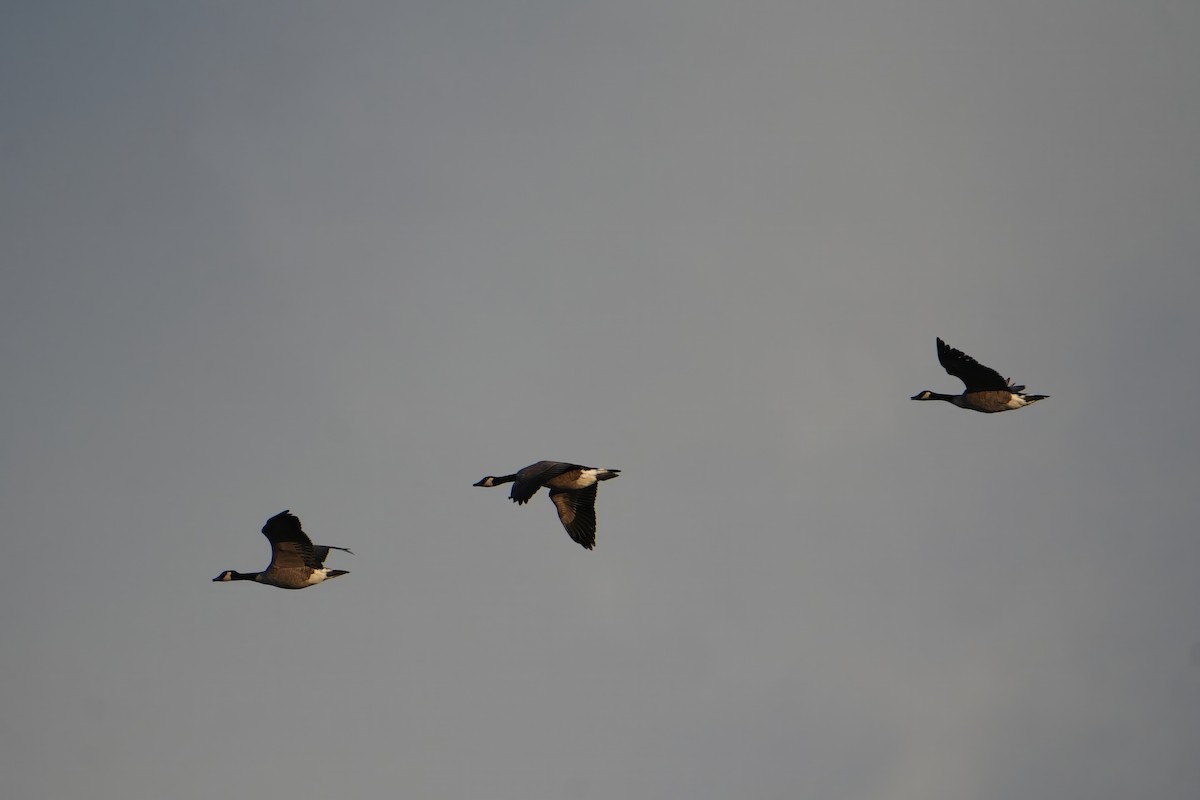 カナダガン - ML644480485