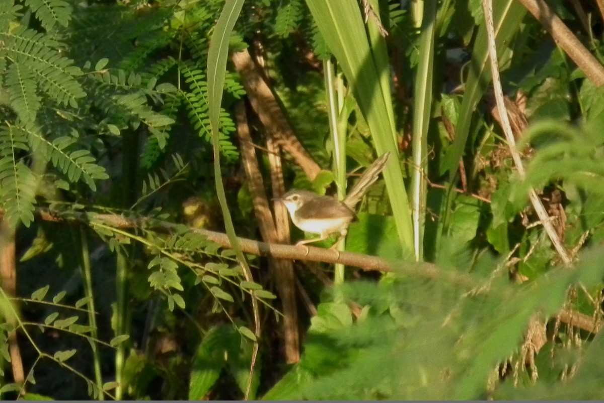 アオハウチワドリ - ML644480486