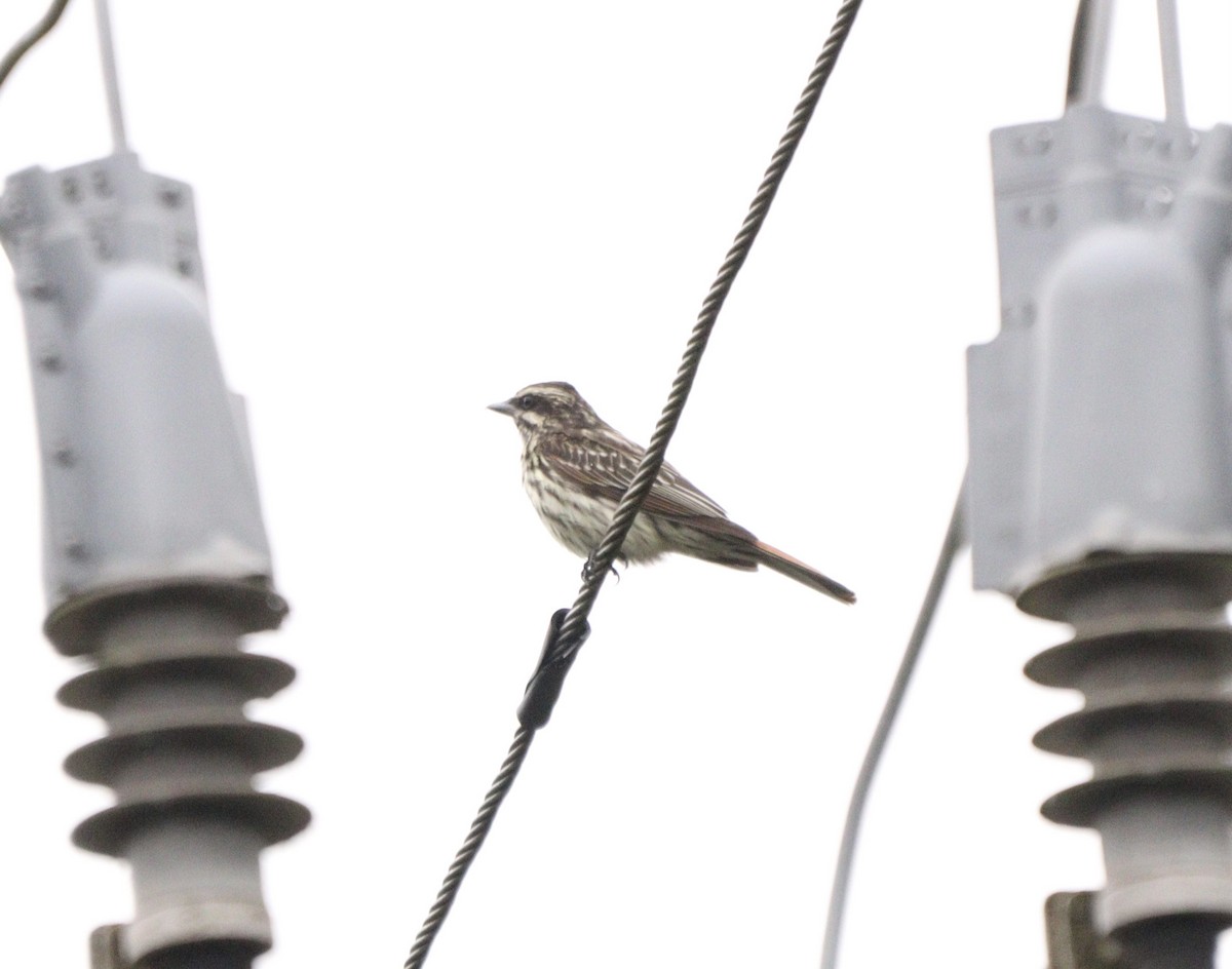 キカムリタイランチョウ - ML644480489