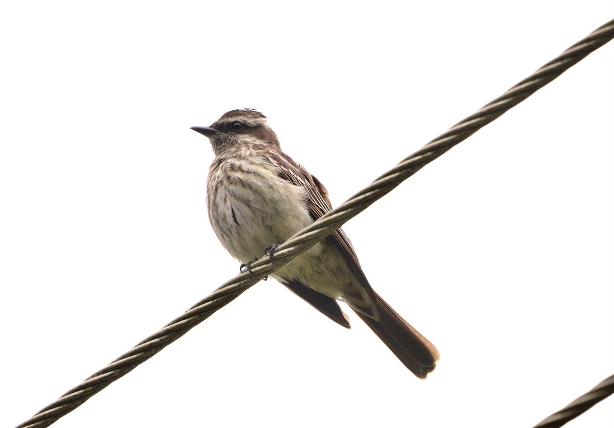 キカムリタイランチョウ - ML644480490