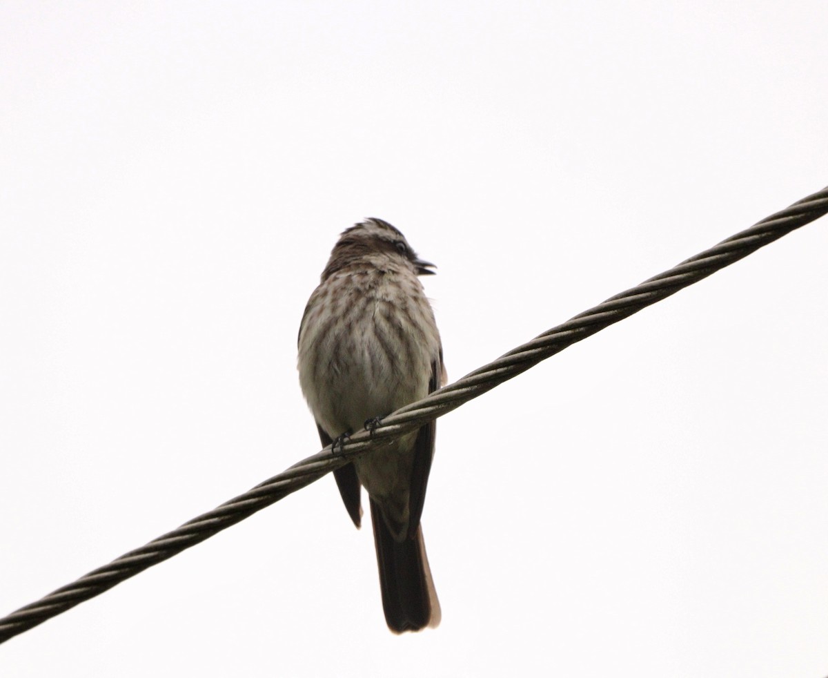 キカムリタイランチョウ - ML644480491