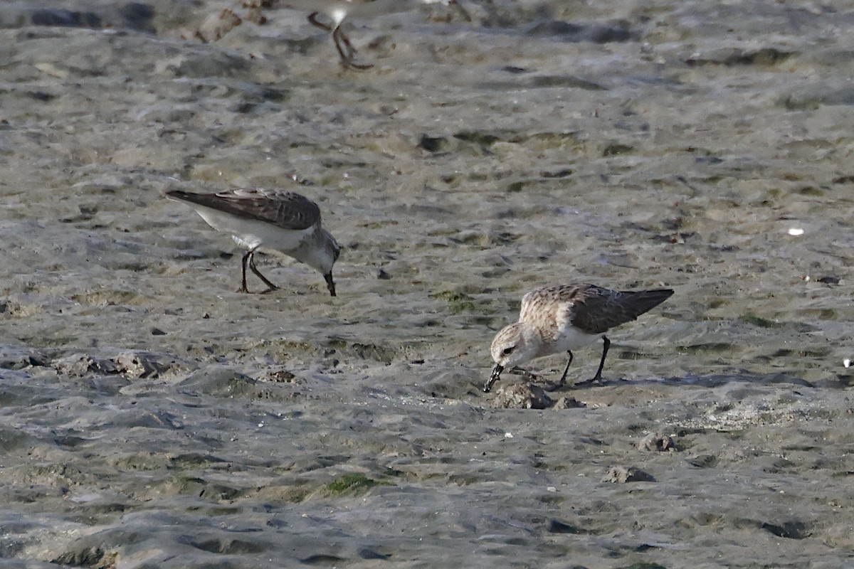 トウネン - ML644480492