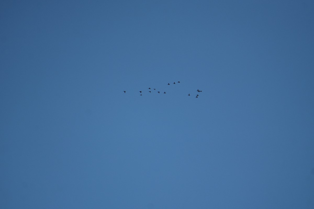 マガモ亜属 - ML644480493