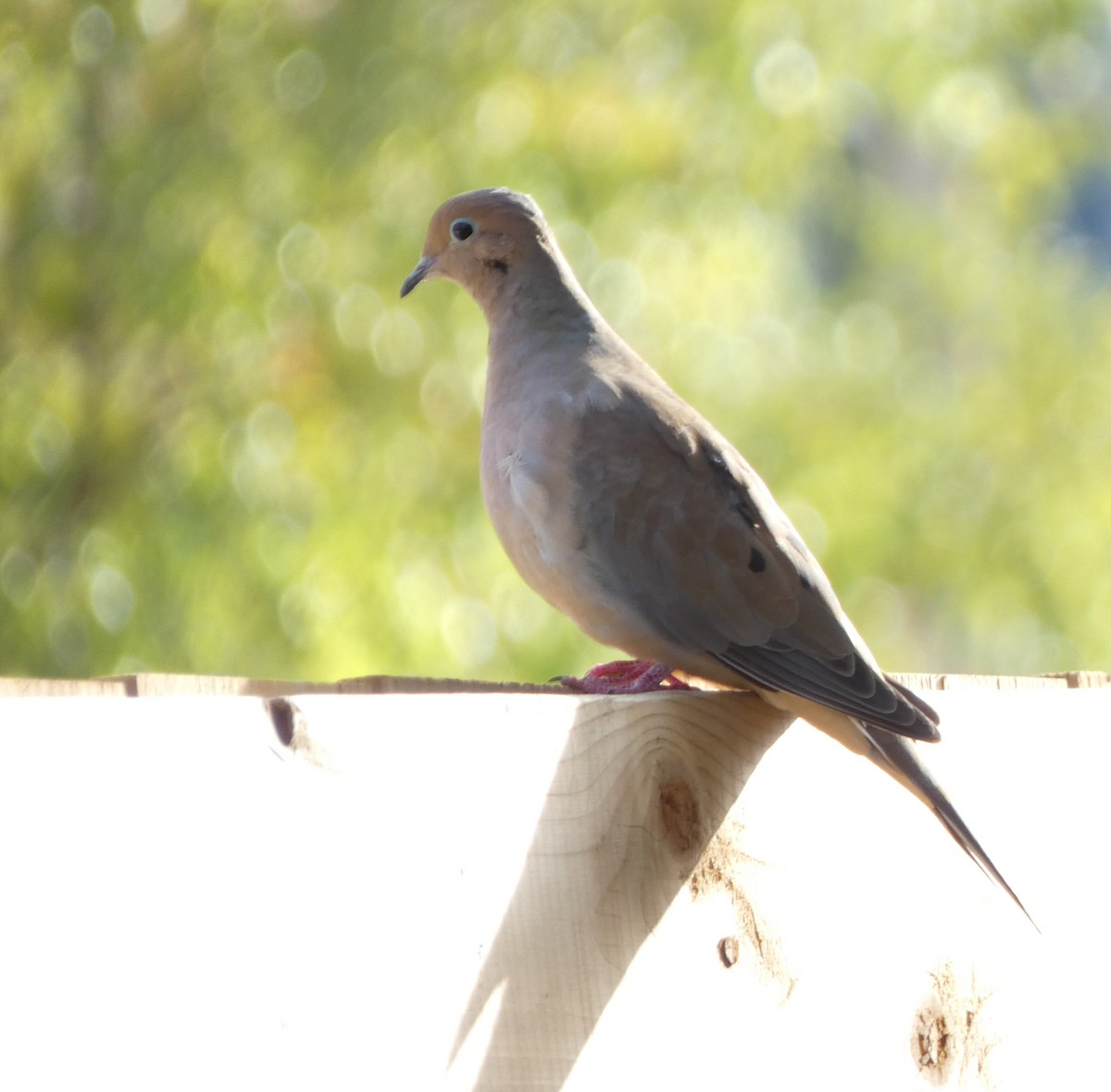 ナゲキバト - ML644480495