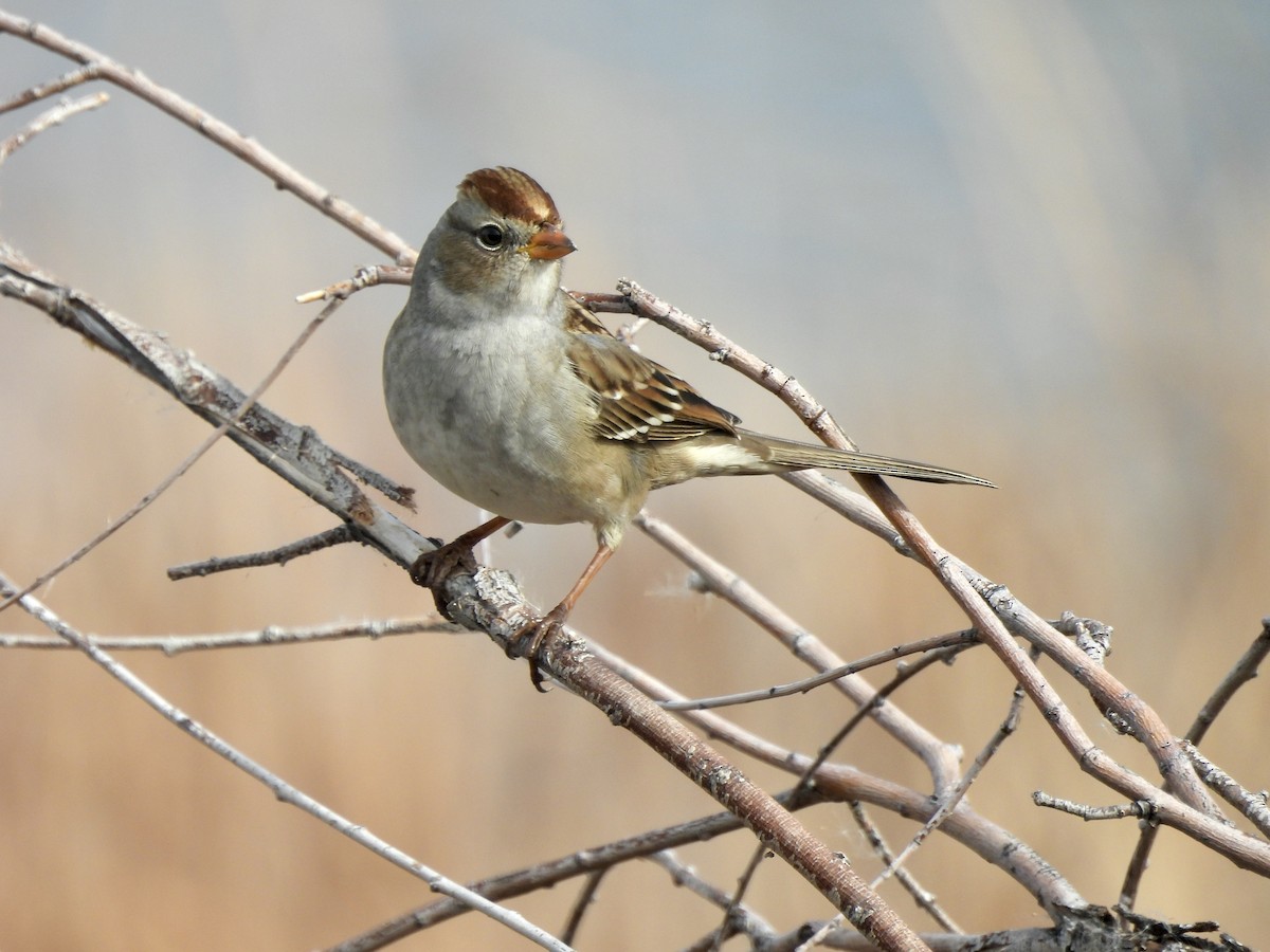 ミヤマシトド - ML644480504