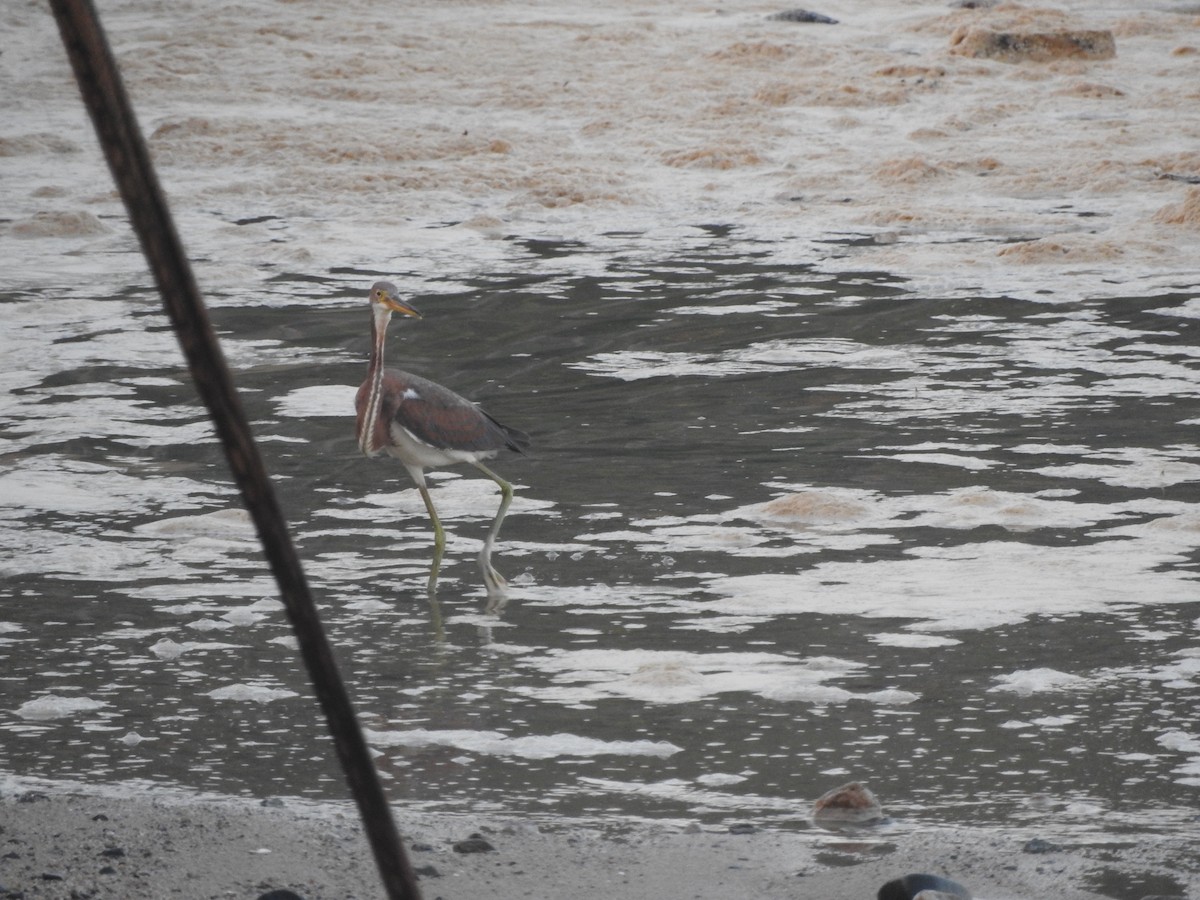 サンショクサギ - ML644480505