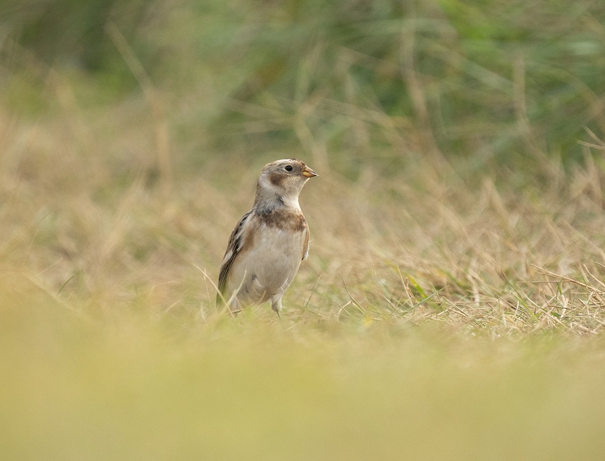 ユキホオジロ - ML644480506